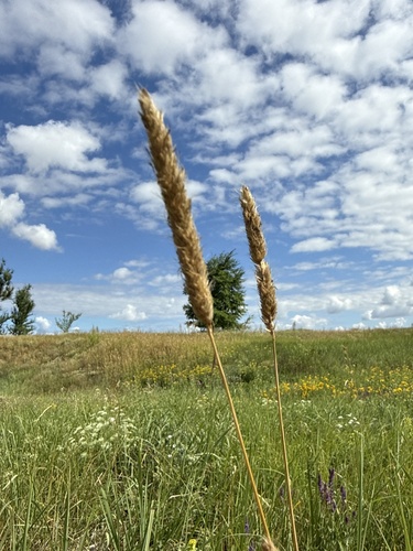 Meadow Foxtail