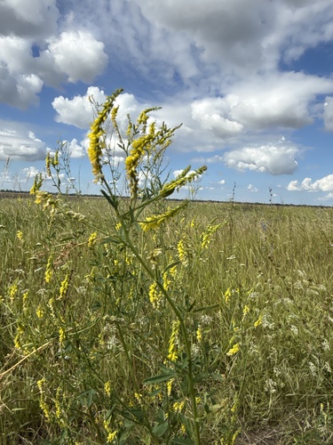Yellow Sweetclover