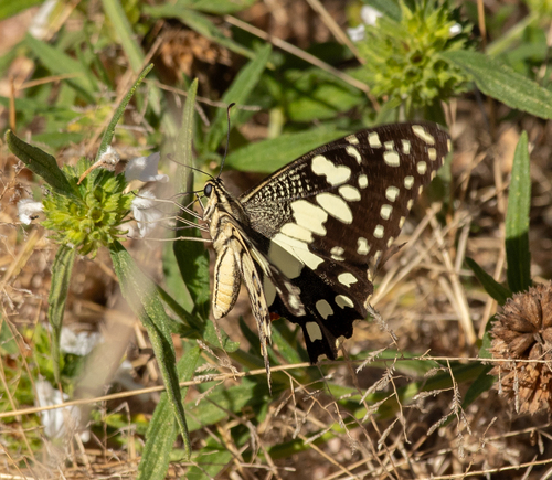 Lime Swallowtail