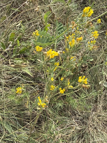 sickle alfalfa