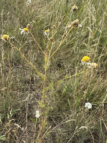 scentless mayweed