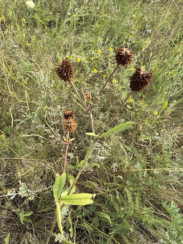 Mountain Clover