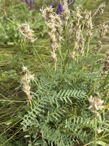 saintfoin milk vetch