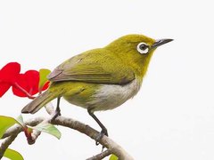 Zosterops japonicus loochooensis