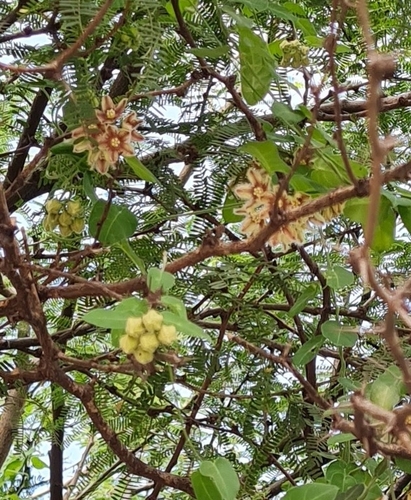 Funastrum elegans, photograph 1