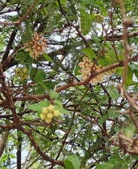 Funastrum elegans
