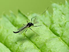 Paratendipes albimanus