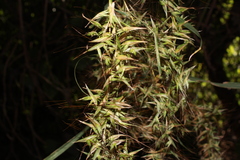 Hyparrhenia variabilis