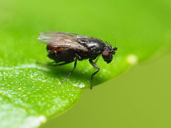Leptocera