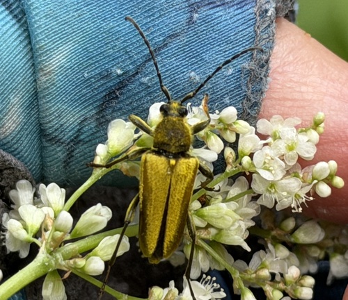 iNaturalist observation photo of Yellow Velvet Beetle