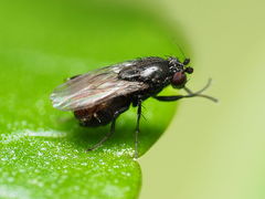 Leptocera