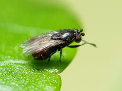 Leptocera