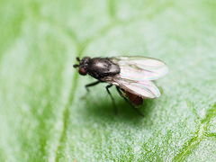 Leptocera