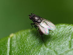 Leptocera