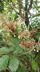 Sterculia monosperma