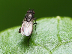 Leptocera