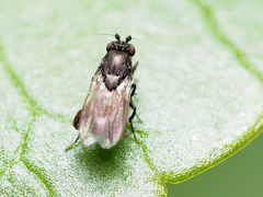 Leptocera