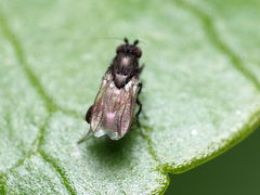 Leptocera