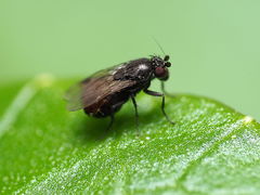 Leptocera