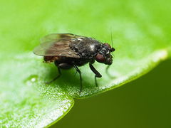 Leptocera
