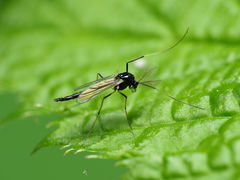 Paratendipes albimanus