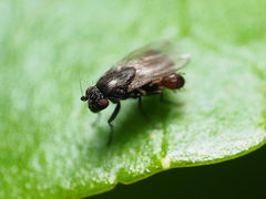 Leptocera
