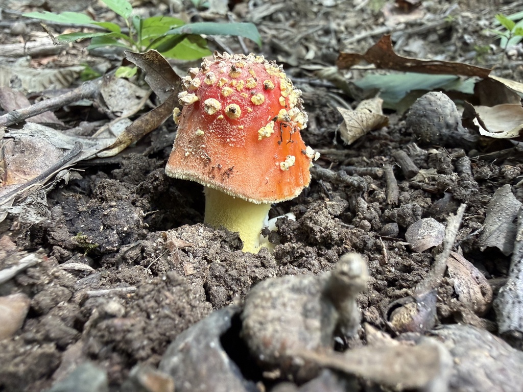 False Caesar's Mushroom · July 2026 · photo: Photo: (c) J_Daring, some rights reserved (CC BY) · iNaturalist