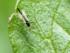 Paratendipes albimanus