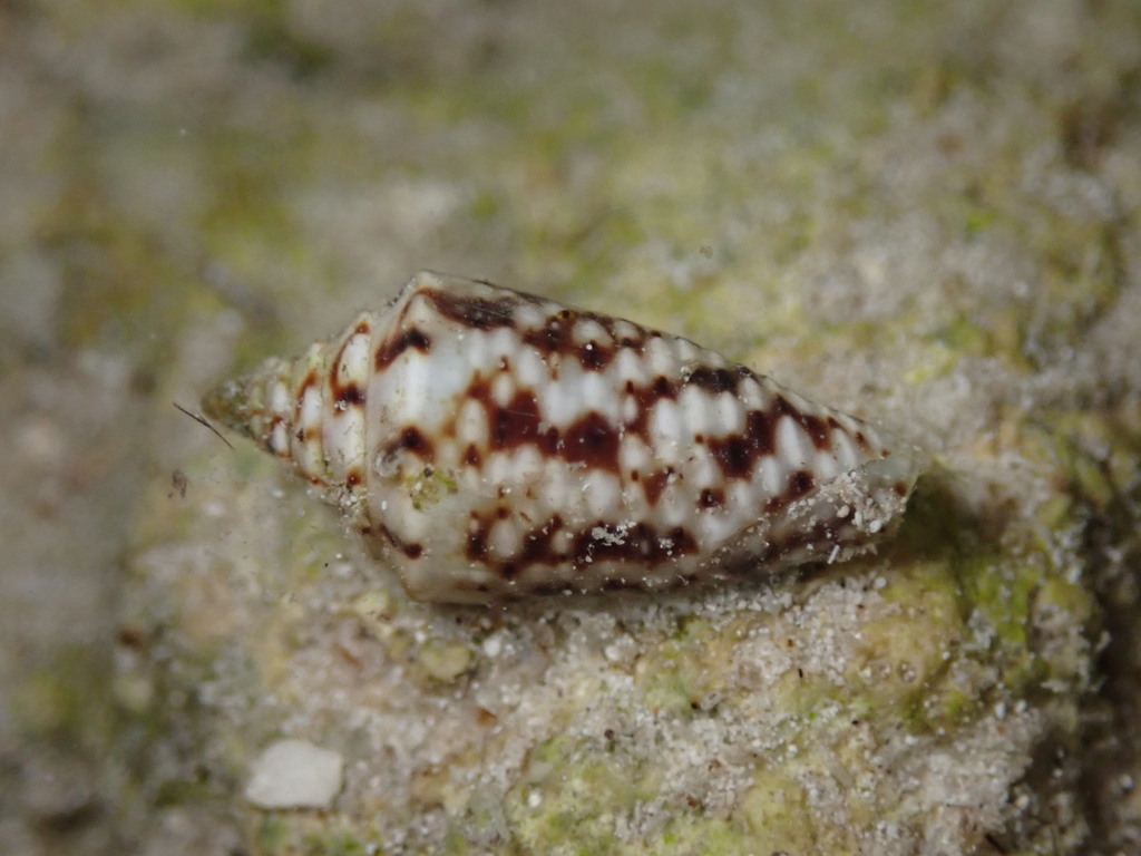 Conasprella pealii