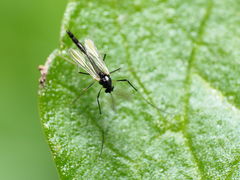 Paratendipes albimanus