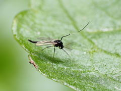 Paratendipes albimanus