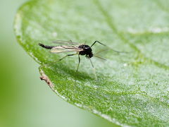 Paratendipes albimanus