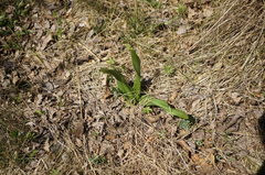 Colchicum umbrosum