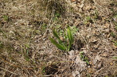Colchicum umbrosum
