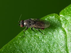 Leptocera