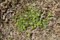 Geranium asphodeloides