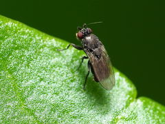 Leptocera