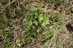 Geranium asphodeloides
