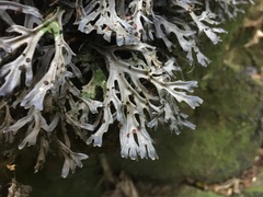 Pseudocyphellaria dissimilis