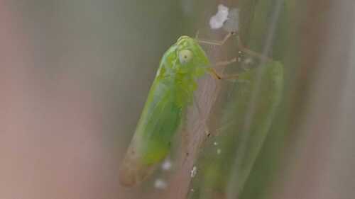 Leafhopper