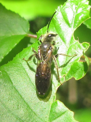 Andrenidae