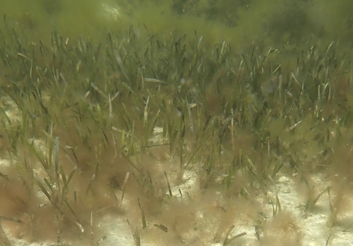 Thalassia testudinum, photograph 6