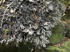 Pseudocyphellaria dissimilis