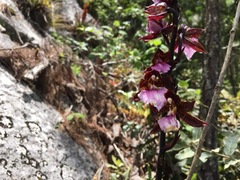 Rhynchostele bictoniensis