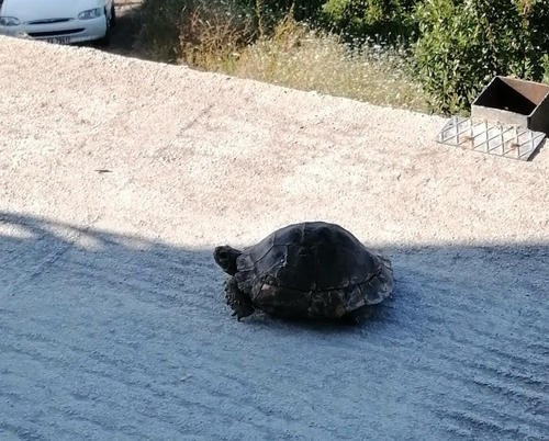 Greek Tortoise