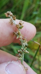 Gamochaeta argyrinea