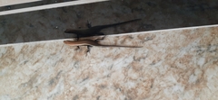 Eutropis madaraszi
