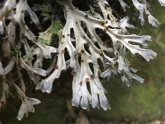 Pseudocyphellaria dissimilis