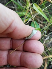 Gamochaeta argyrinea