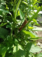 Stenocatantops cornelii